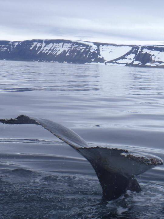 A whale flicking it's trail from the sea in Bolungarvík